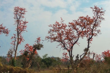 Palash flower