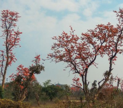 palash flower web